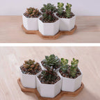 Beehive Stacking Planter Set — Tiered Indoor Plant Pots for Shelf & Desk