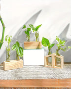 2pcs Glass Tube Plant Propagation Station with Wooden Stand