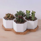 Beehive Stacking Planter Set — Tiered Indoor Plant Pots for Shelf & Desk