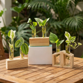 Glass tube plant propagation station styled on a sunlit patio